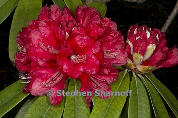 rhododendron arboreum subsection arborea 4 graphic